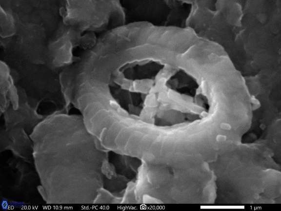 46 Cruciplacolithus primus 4 0 356 29 R 3 W 11