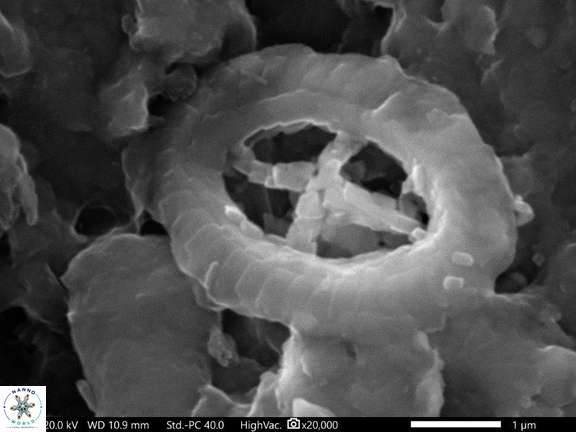 46 Cruciplacolithus primus 4 0 356 29 R 3 W 11