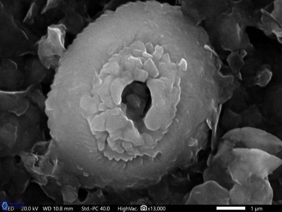 64 Reticulofenestra hesslandii 7 05 242 6cc