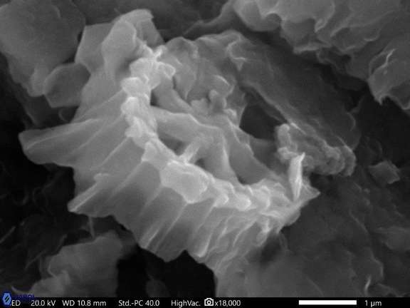 92 Rotelapillus crenulatus 3 6 Cauvery Basin India