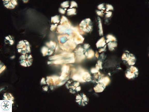 0001 P beckmannii2