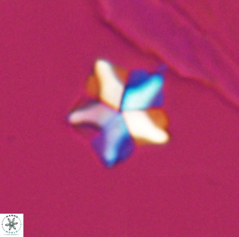 001 Braarudosphaera quinquecostata 13011