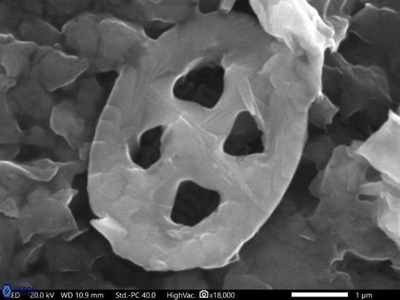 120 Aktasi compacta 4 68 Cauvery Basin India