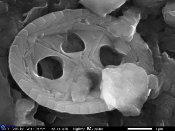 123 Aktasia compacta 5 93 Cauvery Basin India