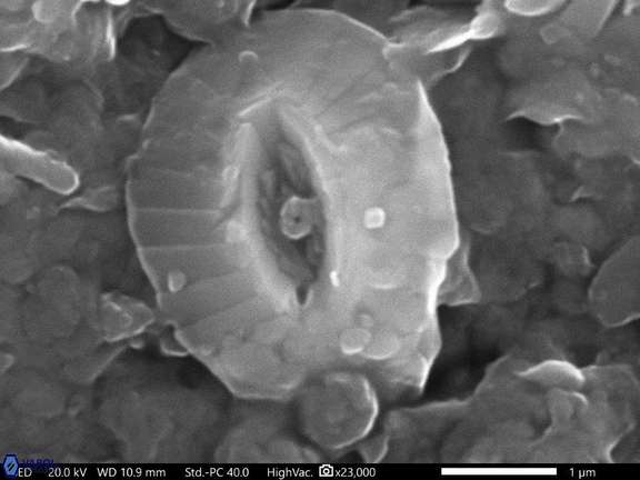 124 Palaeopontosphaera constans 3 45 Cauvery Basin India