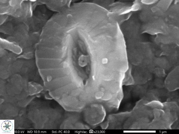 124 Palaeopontosphaera constans 3 45 Cauvery Basin India