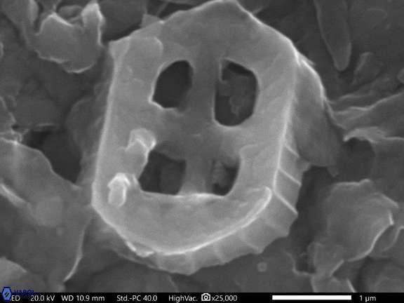 125 corallithion signum 3 55 Cauvery Basin India