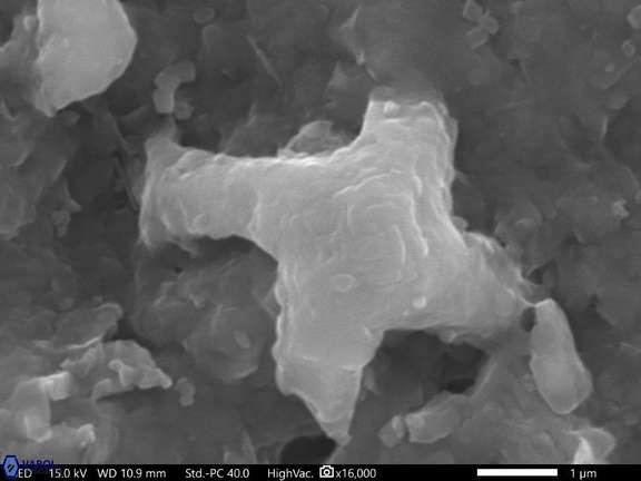 12 Bowmania prinsii 356 29 R 3 W 11