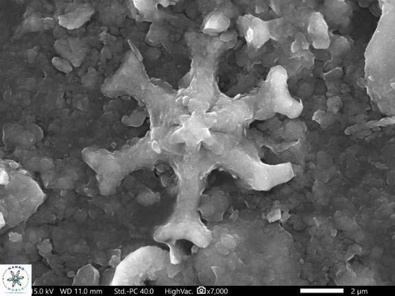 17 Discoaster emblematicus 242 6cc