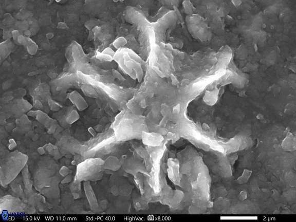 15 Discoaster icarus 10 83 242 6cc