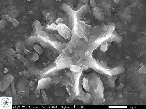 15 Discoaster icarus 10 83 242 6cc