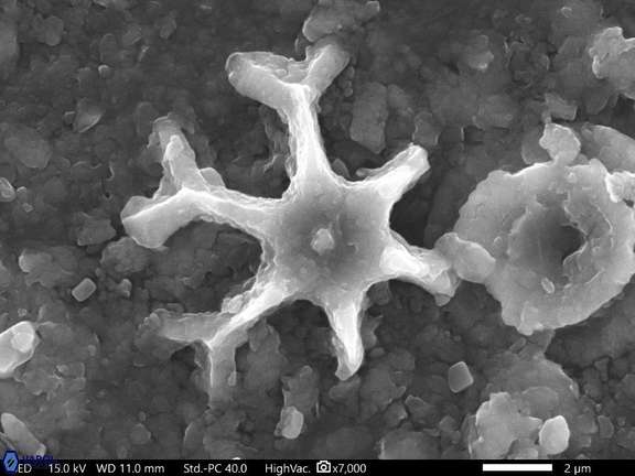 21 Discoaster icarus 242 6cc