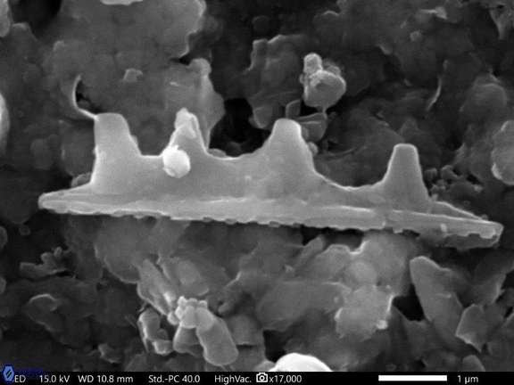 2 Lithraphidites grossopectinatus 356 29 R 3 W 11