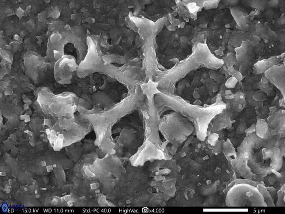 33 Discoaster pansus 17 33 242 6cc