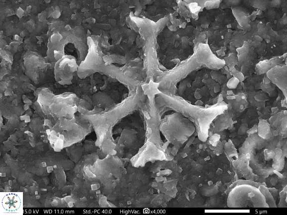 33 Discoaster pansus 17 33 242 6cc