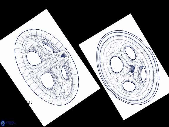 A albianus drawing Wide