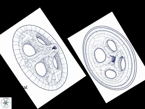 A albianus drawing Wide