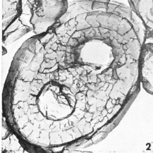 Amphizygus brooksii brooksii 13616