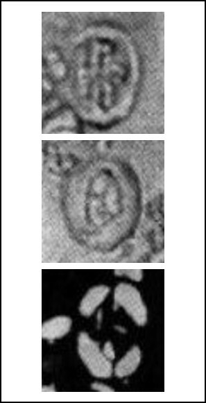 Pollicenotas minimus 37794