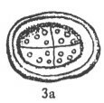 Arkhangelskiella cymbiformis LW 17836