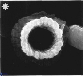 A covingtonii 1