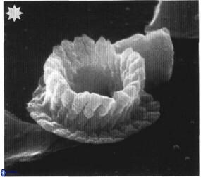 A covingtonii 2