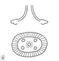 Axopodorhabdus dietzmannii 3727