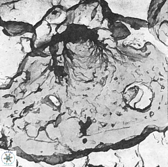 Axopodorhabdus dietzmannii 3727