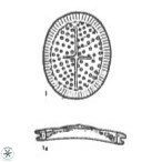 Allemanites striatus 12795
