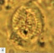 Allemanites striatus 12795