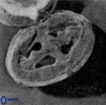 Acaenolithus undosus 17206