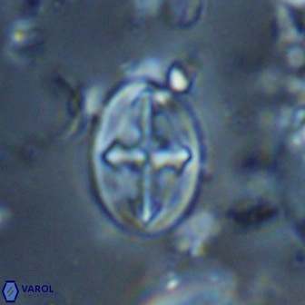 Acaenolithus cenomanicus 17573