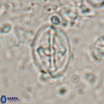 Acaenolithus cenomanicus 17324