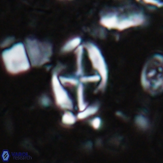 Acaenolithus cenomanicus 17325