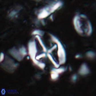 Acaenolithus cenomanicus 17327