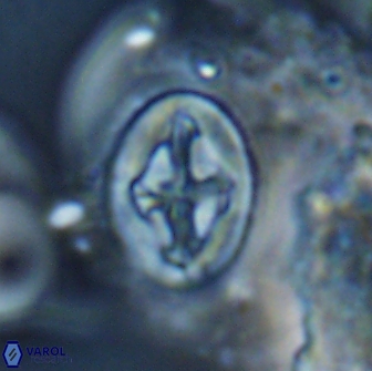 Acaenolithus cenomanicus 17386