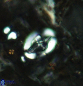 Acaenolithus cenomanicus 5932