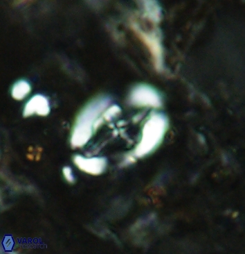 Acaenolithus cenomanicus 5933
