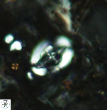 Acaenolithus cenomanicus 5933