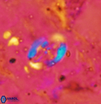 Acaenolithus cenomanicus 5934