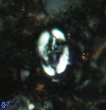 Acaenolithus cenomanicus 5935