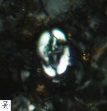 Acaenolithus cenomanicus 5935