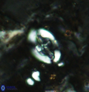 Acaenolithus cenomanicus 5937