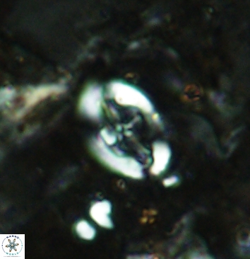 Acaenolithus cenomanicus 5937