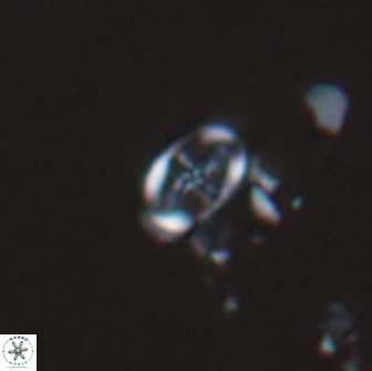 Acaenolithus dempta 15164