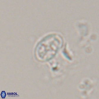 Acaenolithus dempta 15166