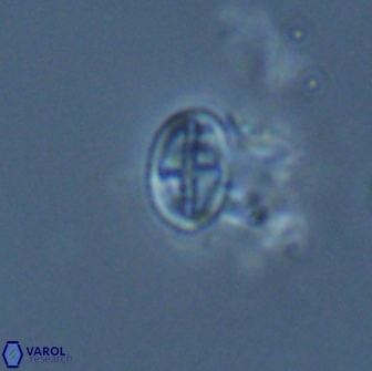 Acaenolithus dempta 15167
