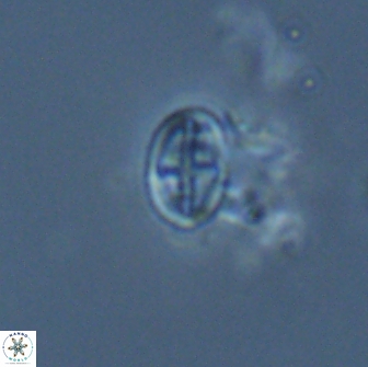 Acaenolithus dempta 15167