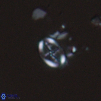 Acaenolithus dempta 15160