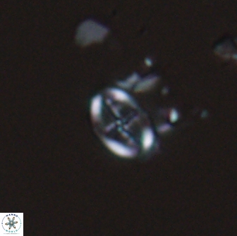 Acaenolithus dempta 15160